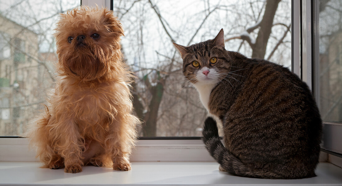 Hund og kat sidder i vindue