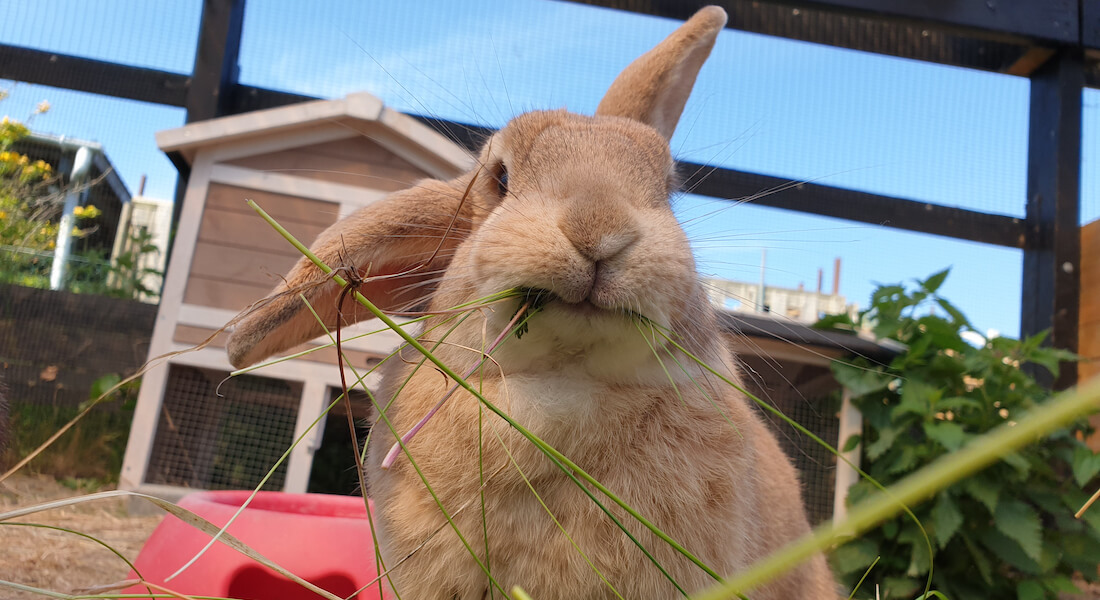 Kanin der spiser græs i udebolig