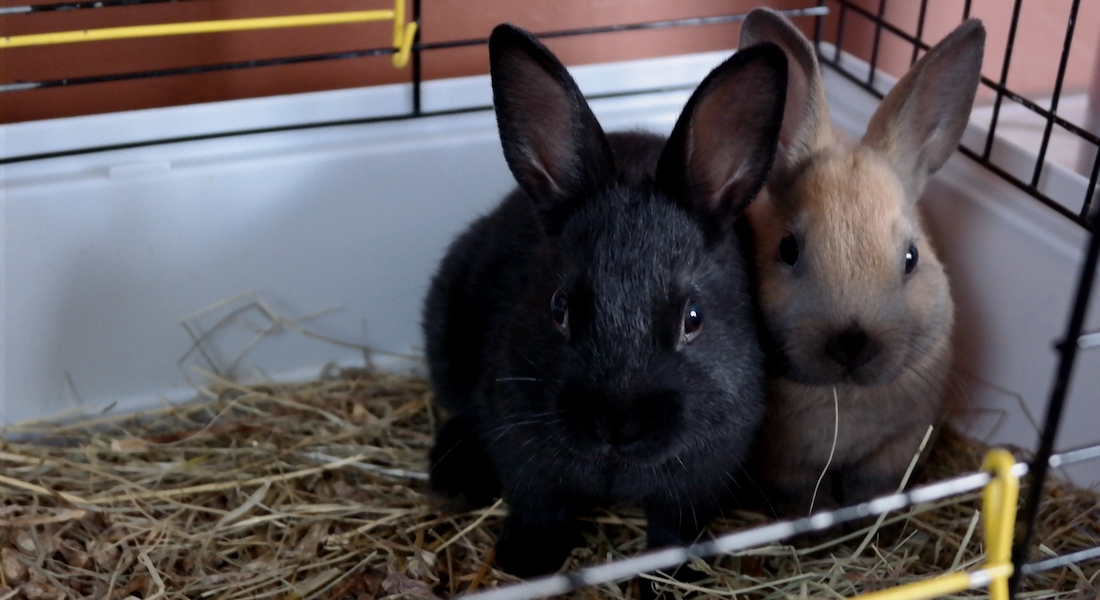 To kaniner der ligger tæt i et bur