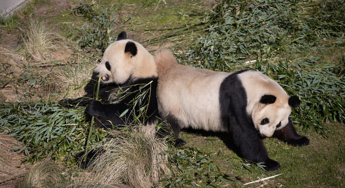 To pandaer i Københavns Zoo