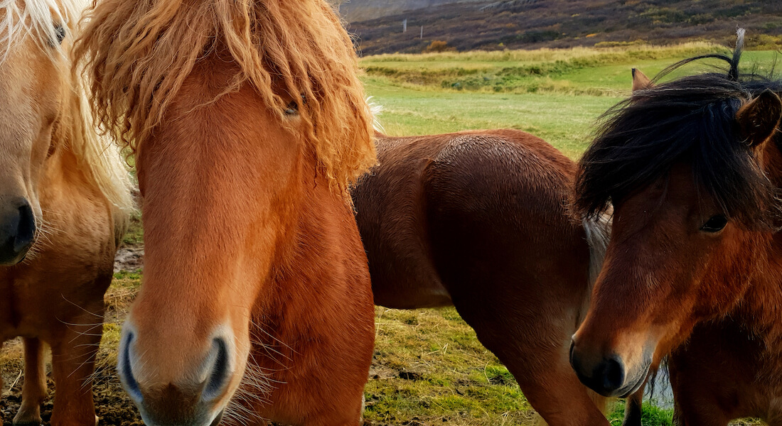 Vilde heste i naturnationalpark. Foto: Giedra Bartas // Colourbox.com