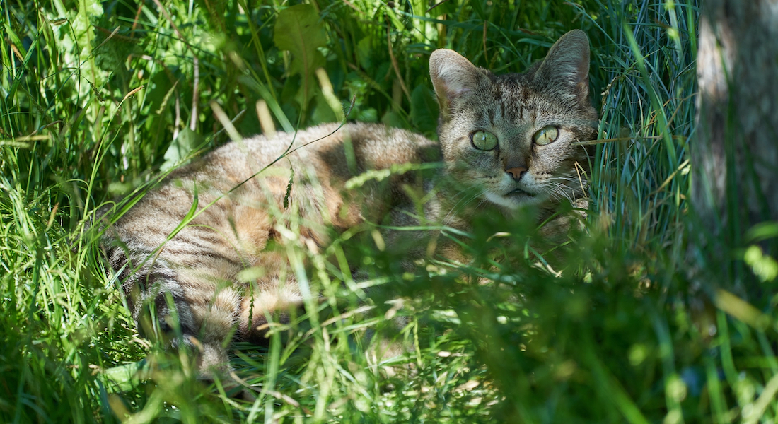 Kat der ligger i græs
