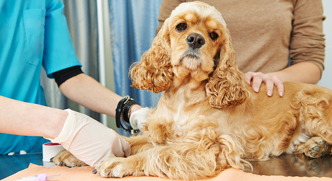 Cocker spaniel hos dyrlægen