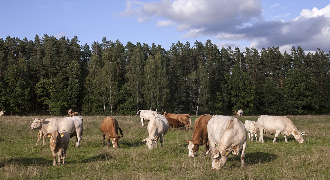 Køer på græs. Foto: Viesinsh, Dreamstime