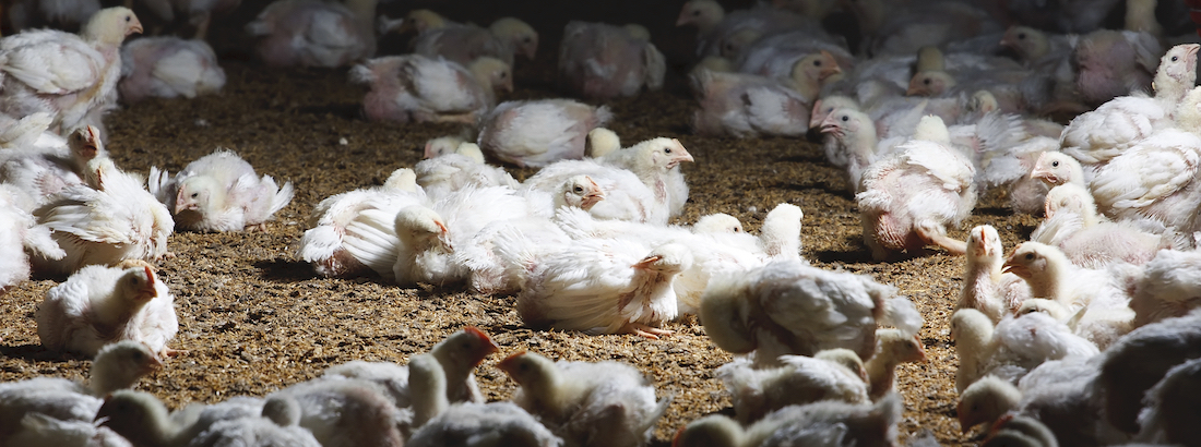 Slagtekyllinger der ligger på gulvet indenfor i en kyllingeproduktion