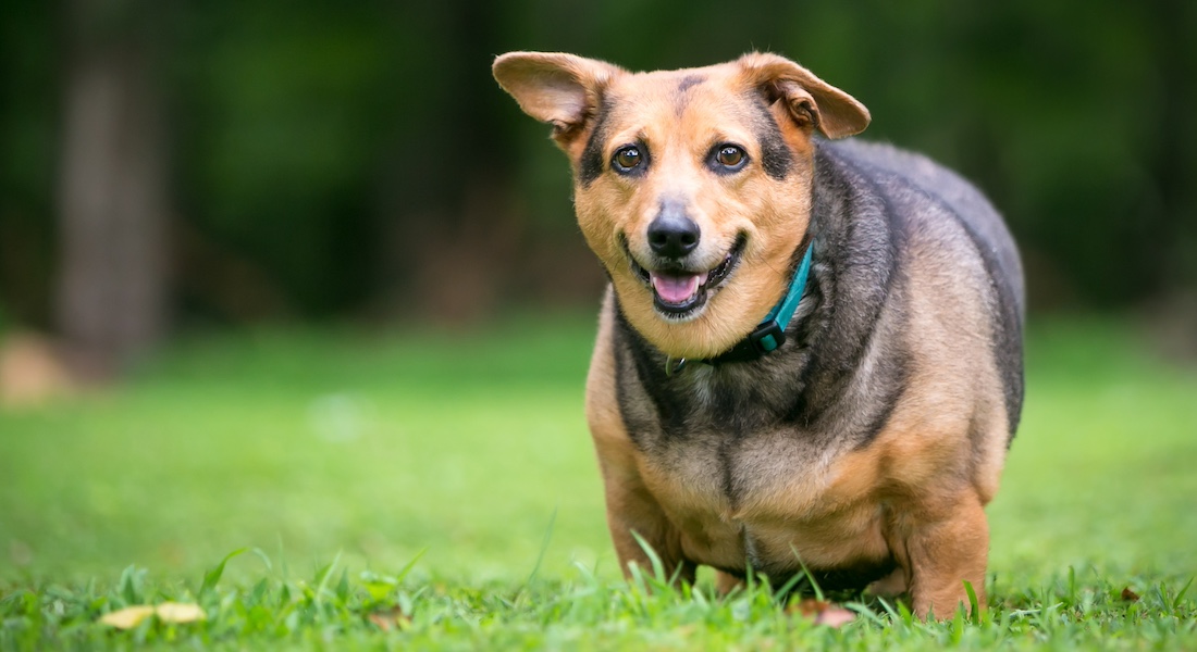 Overvægtig Welsh Corgi mix // Dreamstime.com