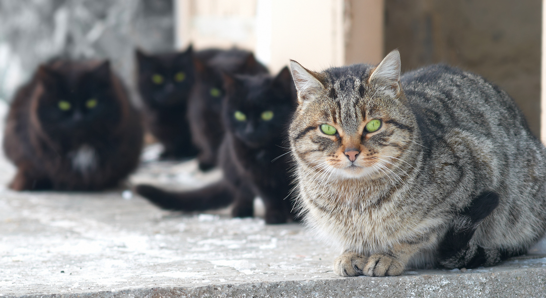 Gruppe af katte på gaden. Photo: Pavlo Vakhrushev // Colourbox.com