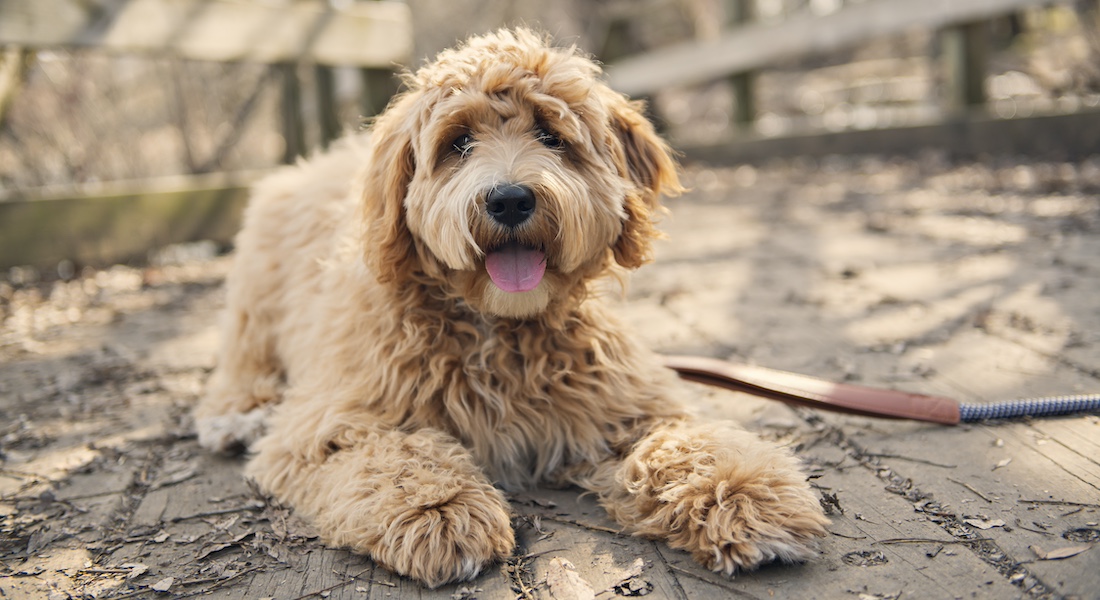 Gylden labradoodle ligger på fortovet