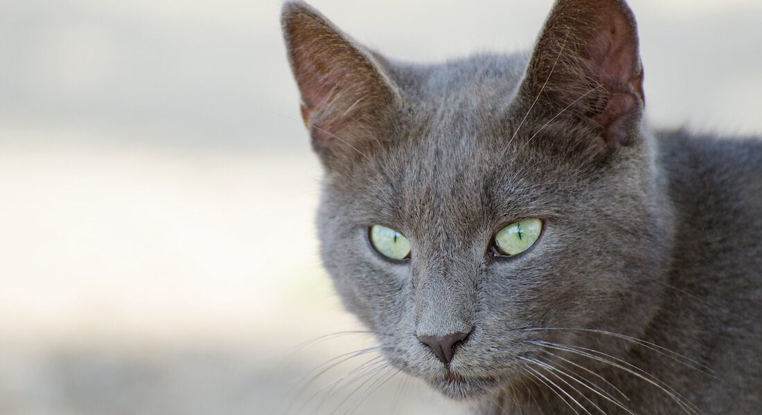 Grå kat med grønne øjne