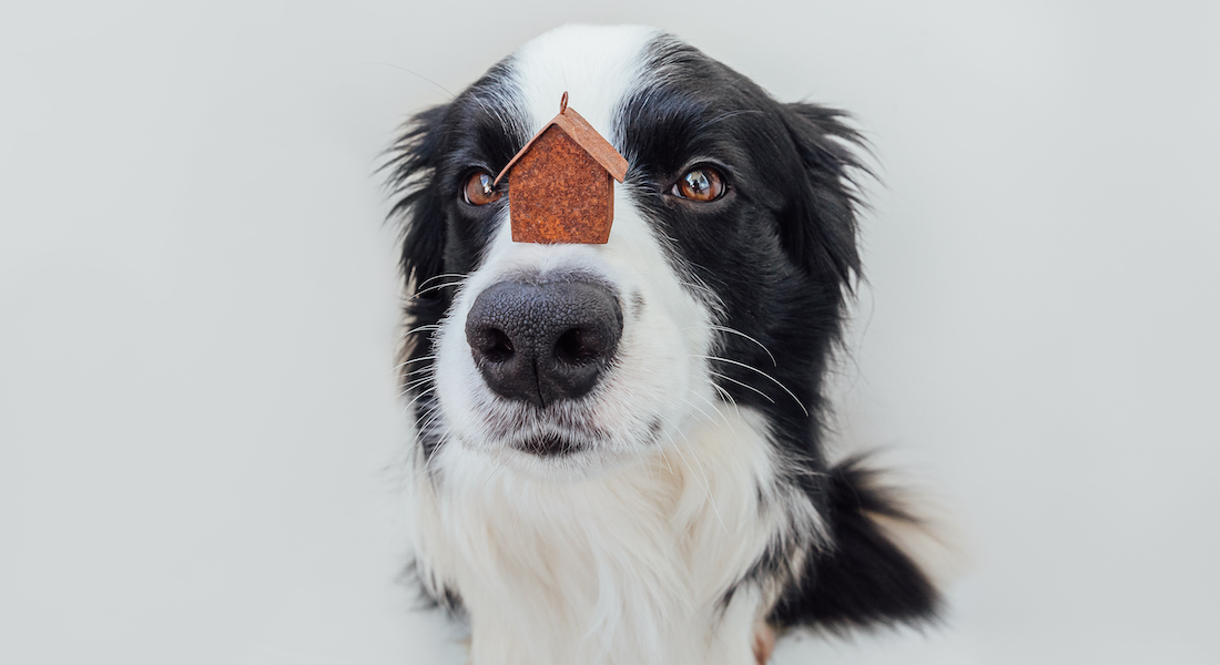Hund med hus på næsen Hund med hus på næsen