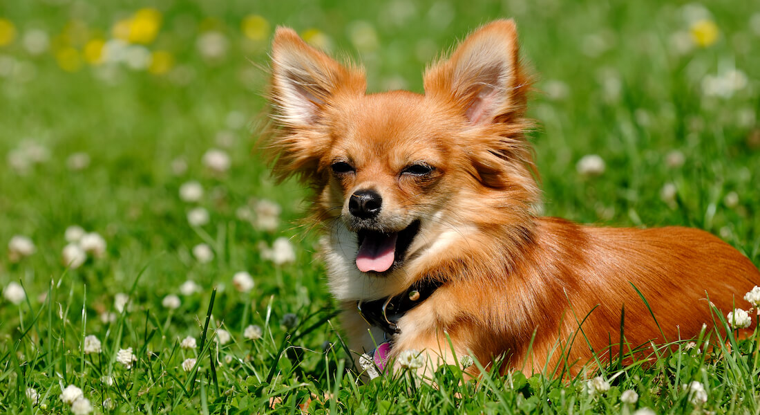 Hoved på brun Chihuahua. Foto: Colourbox.com 