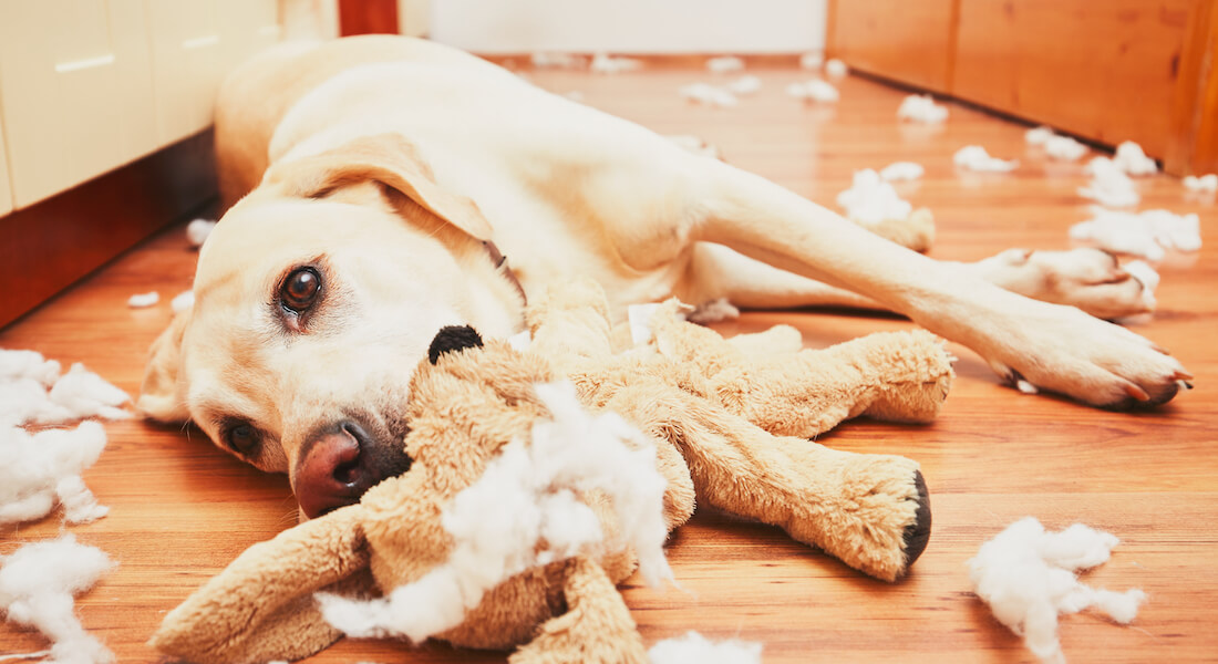 Hund liggende på gulvet med en ødelagt bamse