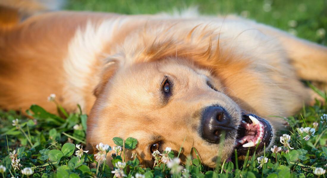 Hund der ligger i græsset