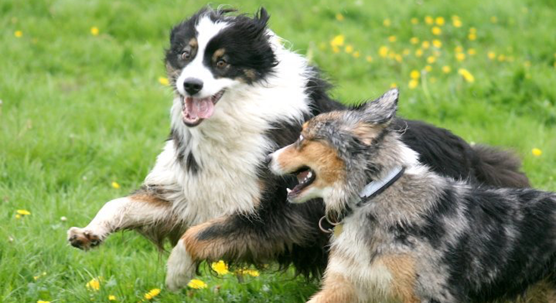 To hunde der leger i græsset