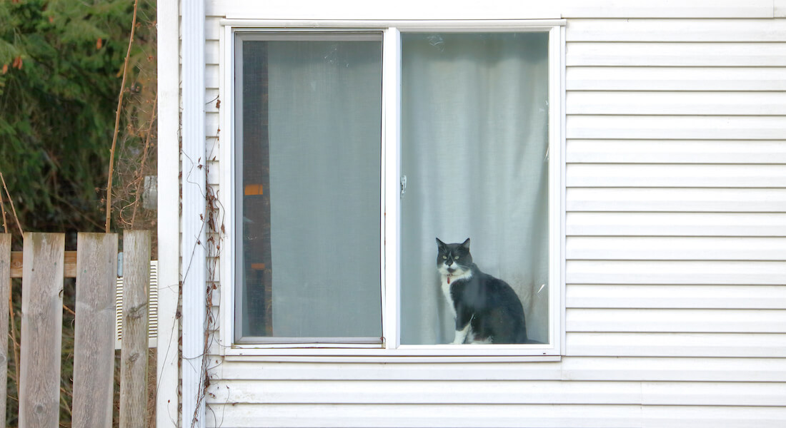 Kat i vindue der kigger ud