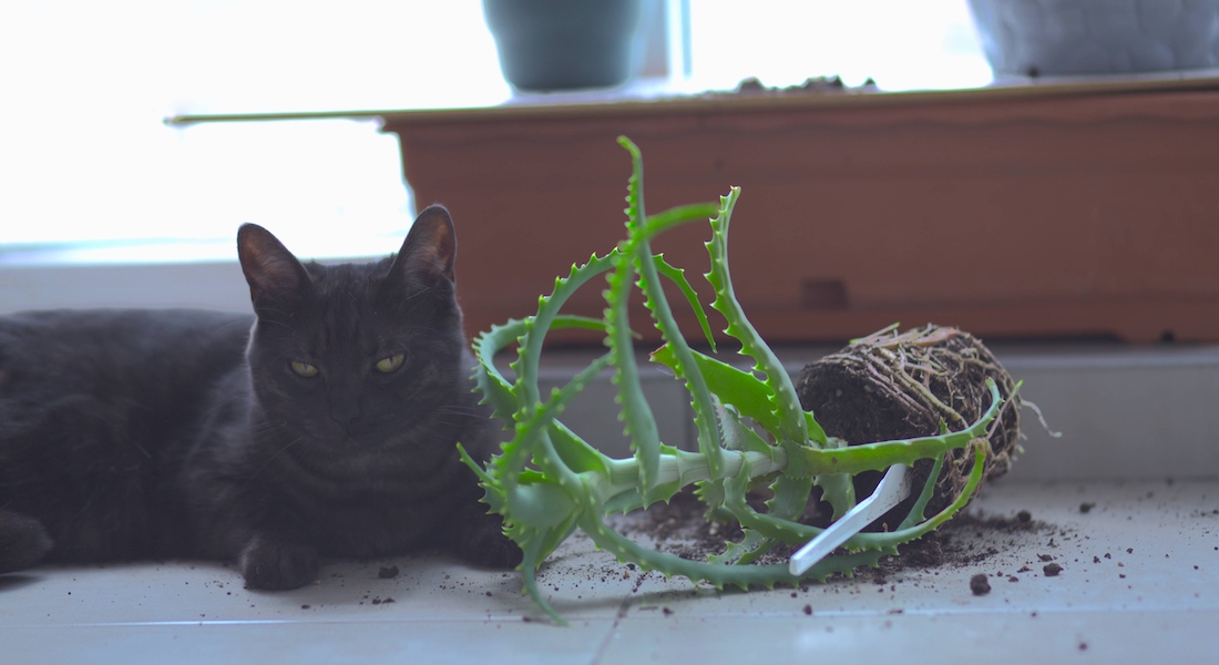 Kat der ligger ved siden af væltet potteplante