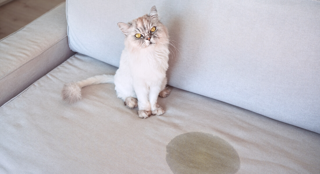 Kat der har tisset sofaen