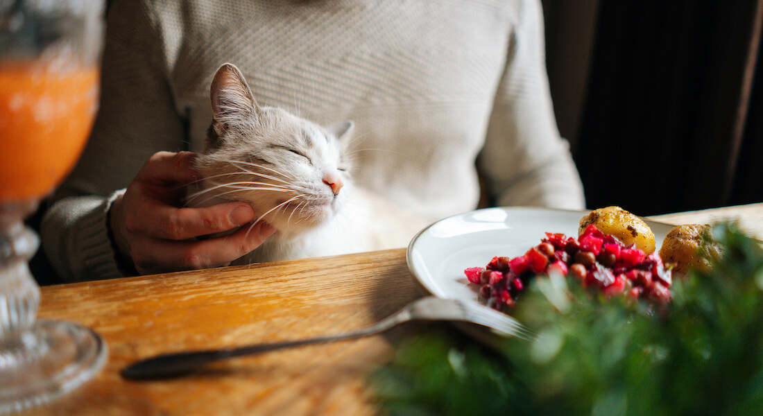 Kat der bliver aet ved bordet