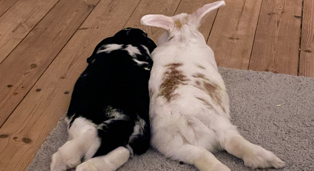 To kaniner der ligger tæt på gulvet