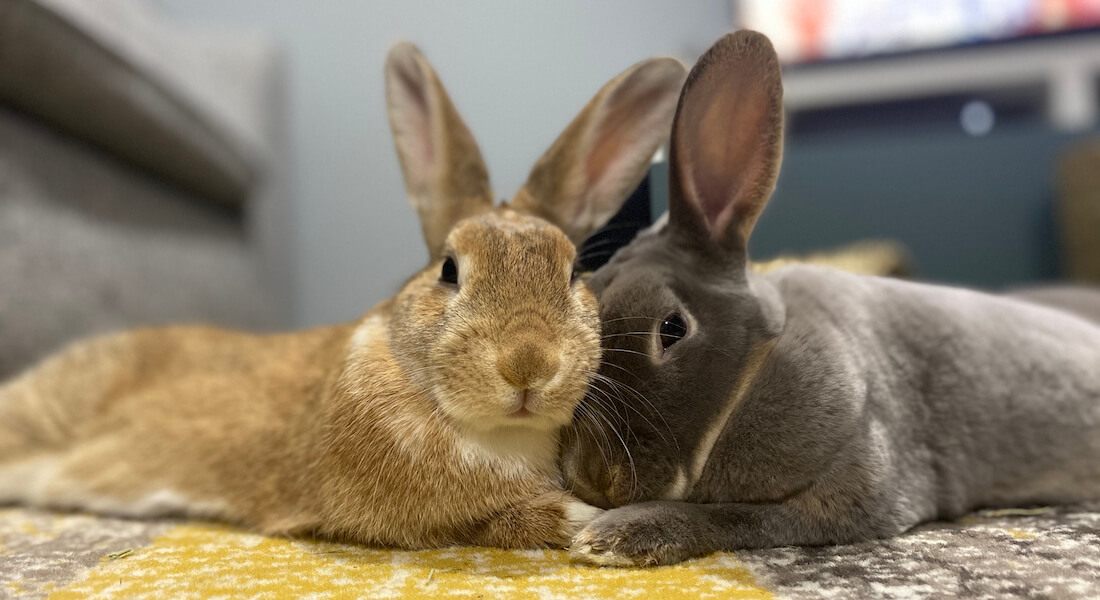 To kaniner der ligger på gulv