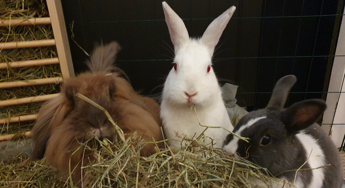 Tre kaniner der spiser hø