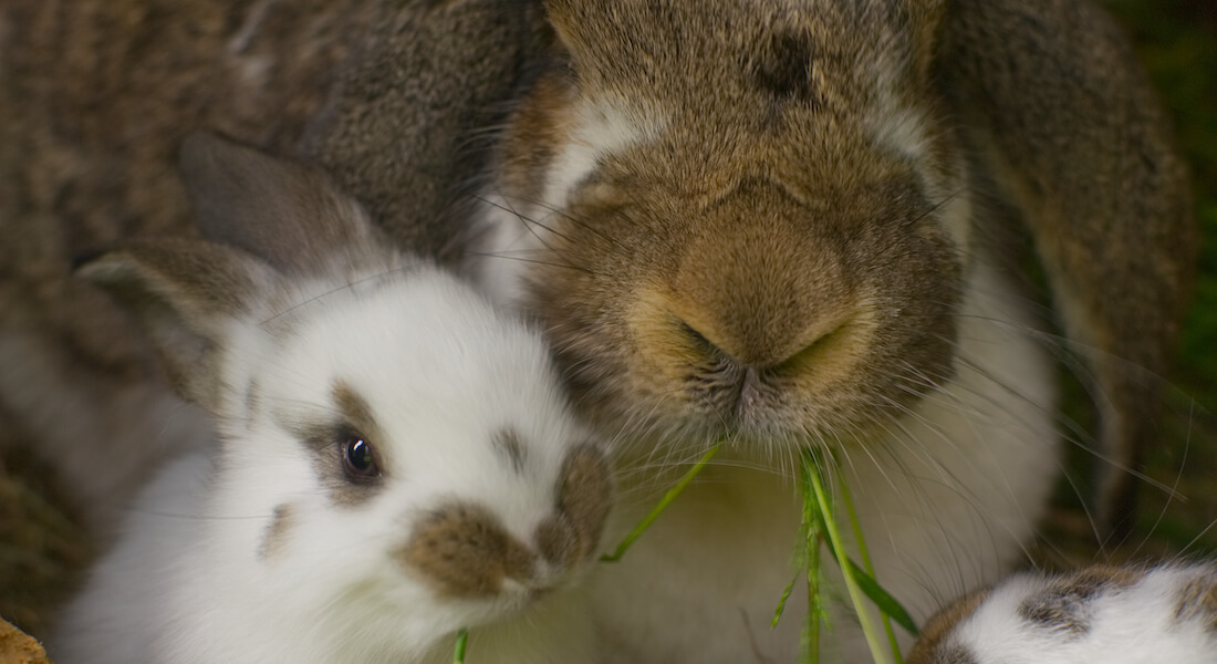To kaniner der spiser græs