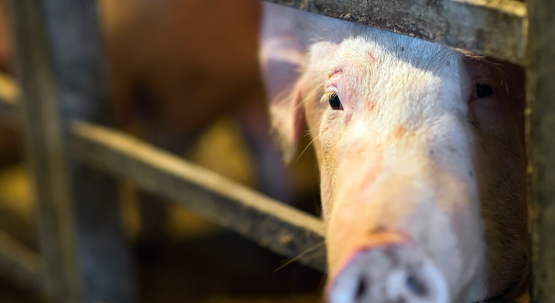 Face of pig in a barn. Photo: Colourbox.com