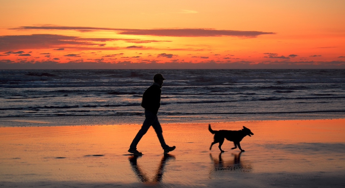 Hund og mand går tur ved stranden under solnedgang // Dreamstime.com