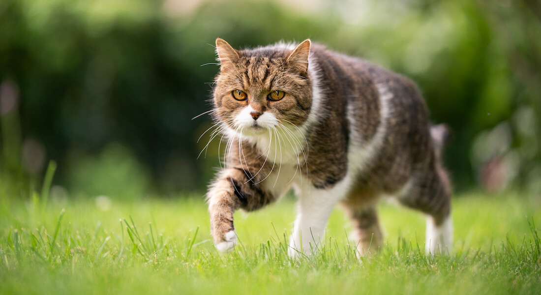 at forstå tragt vurdere Hvor går katten hen, når den går ud? – Københavns Universitet