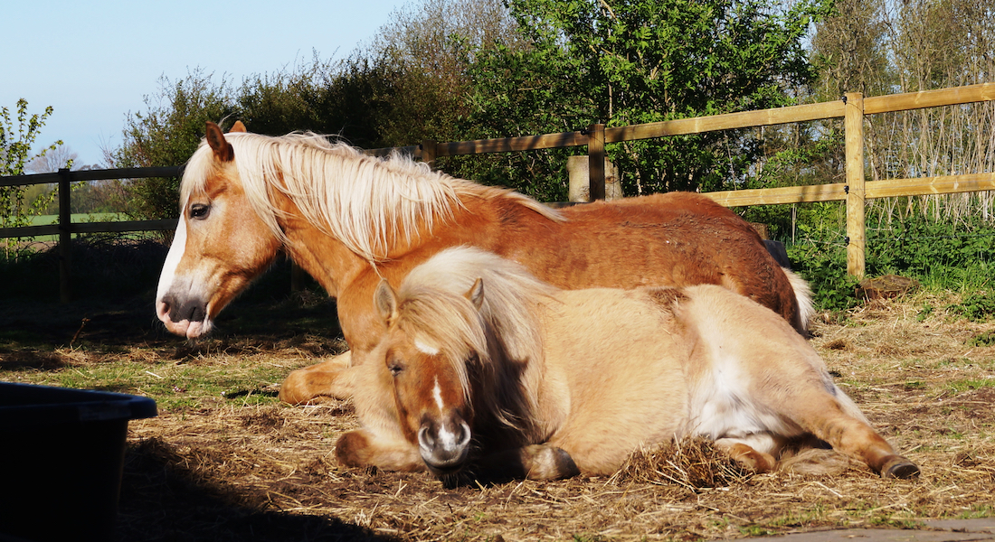Two horses lying on paddock
