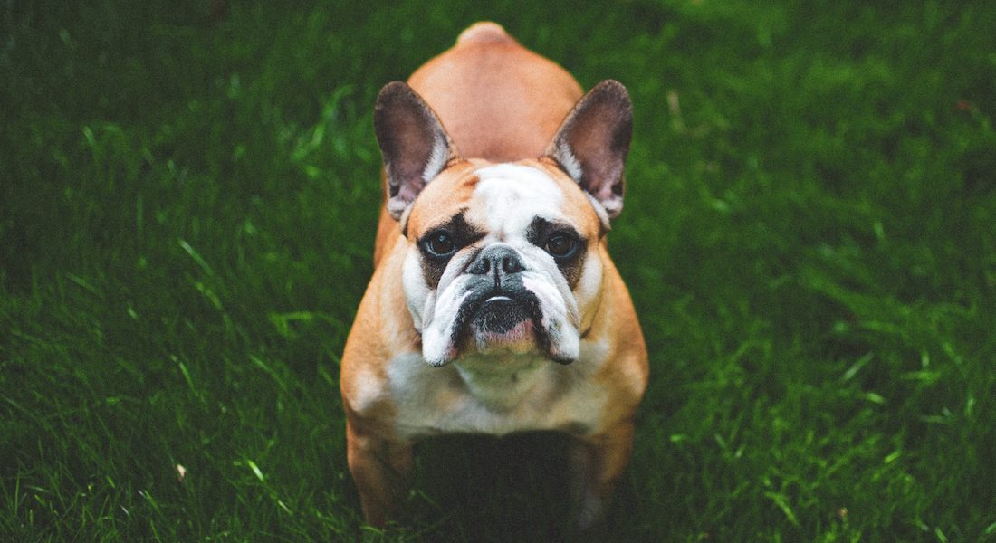 Fransk bulldog står på en græsplæne