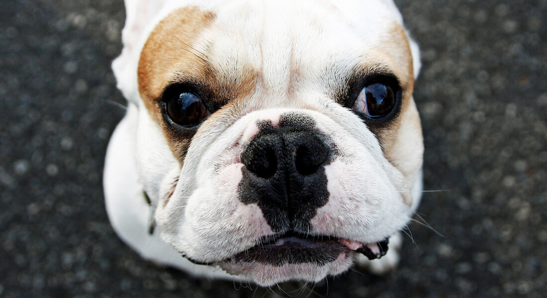 Hvid fransk bulldog der kigger op i kameraet