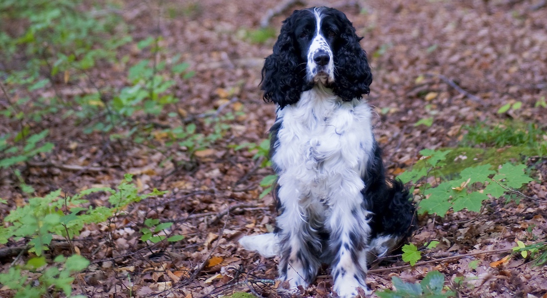 Hund sidder i skoven. Foto: P. Gau