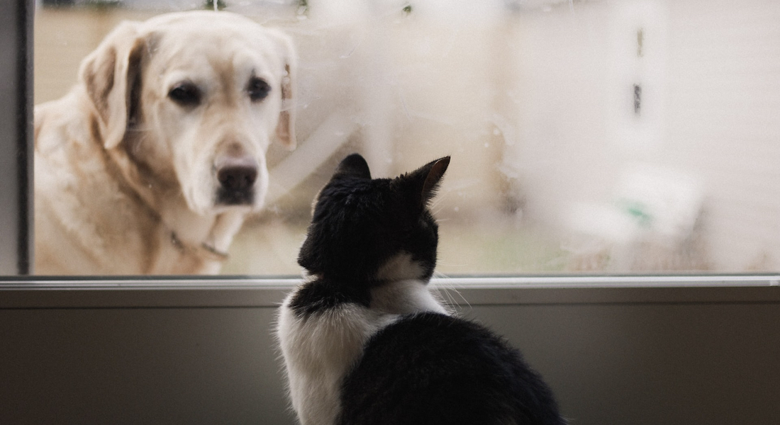 Hund og kat der kigger på hinanden