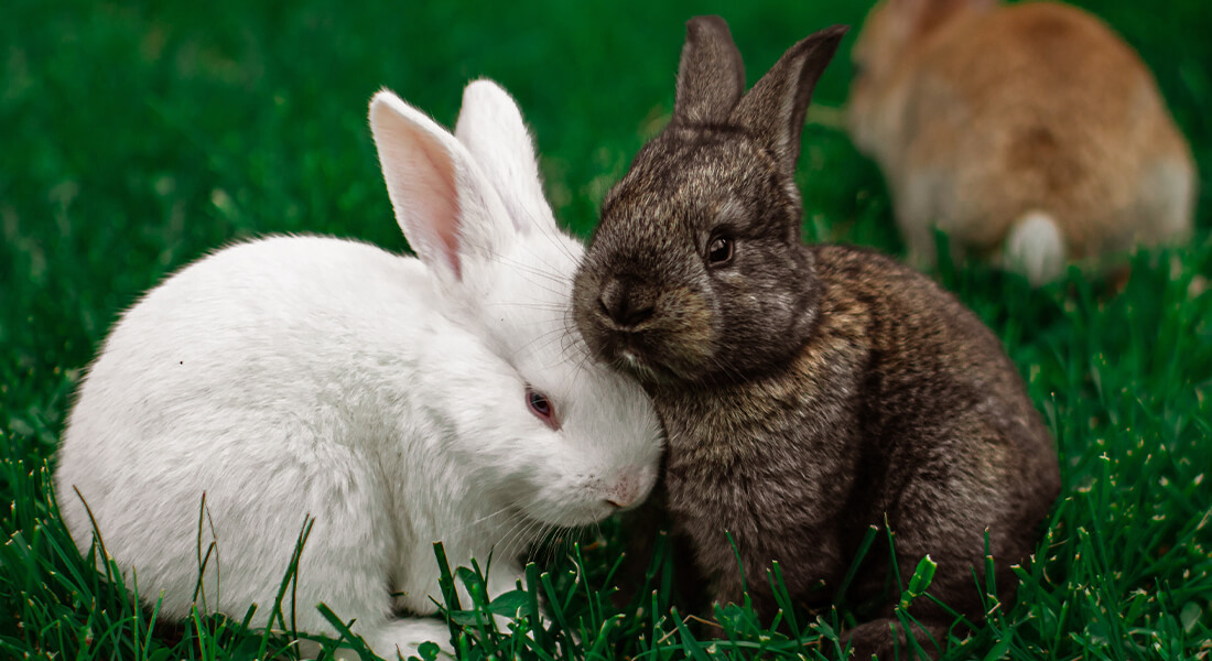 To kaniner der ligger i græsset