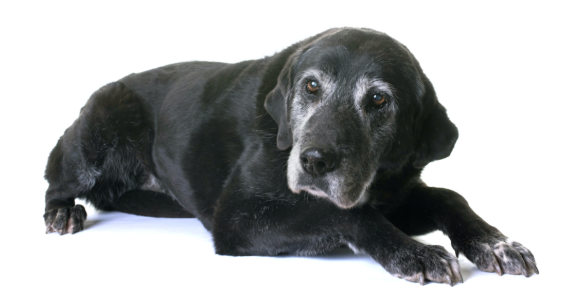 Gammel sort labrador retriever