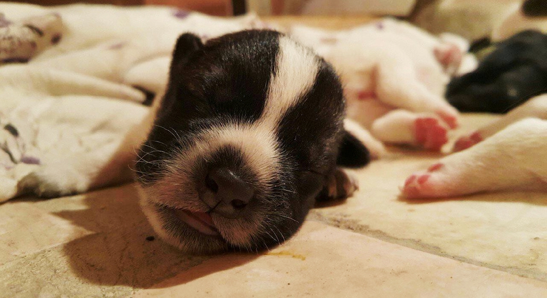 Nyfødt fransk bulldog der sover på gulvet