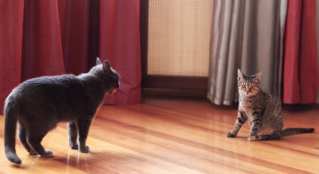 To indendørs katte der kommunikerer 