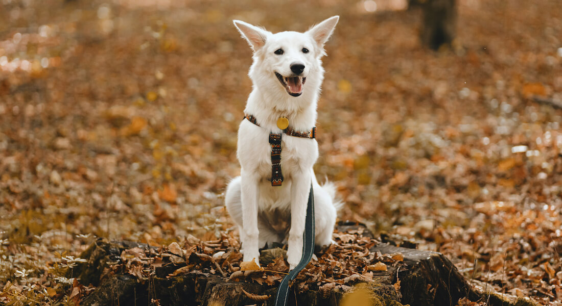Hvid hund der sidder på en træstub