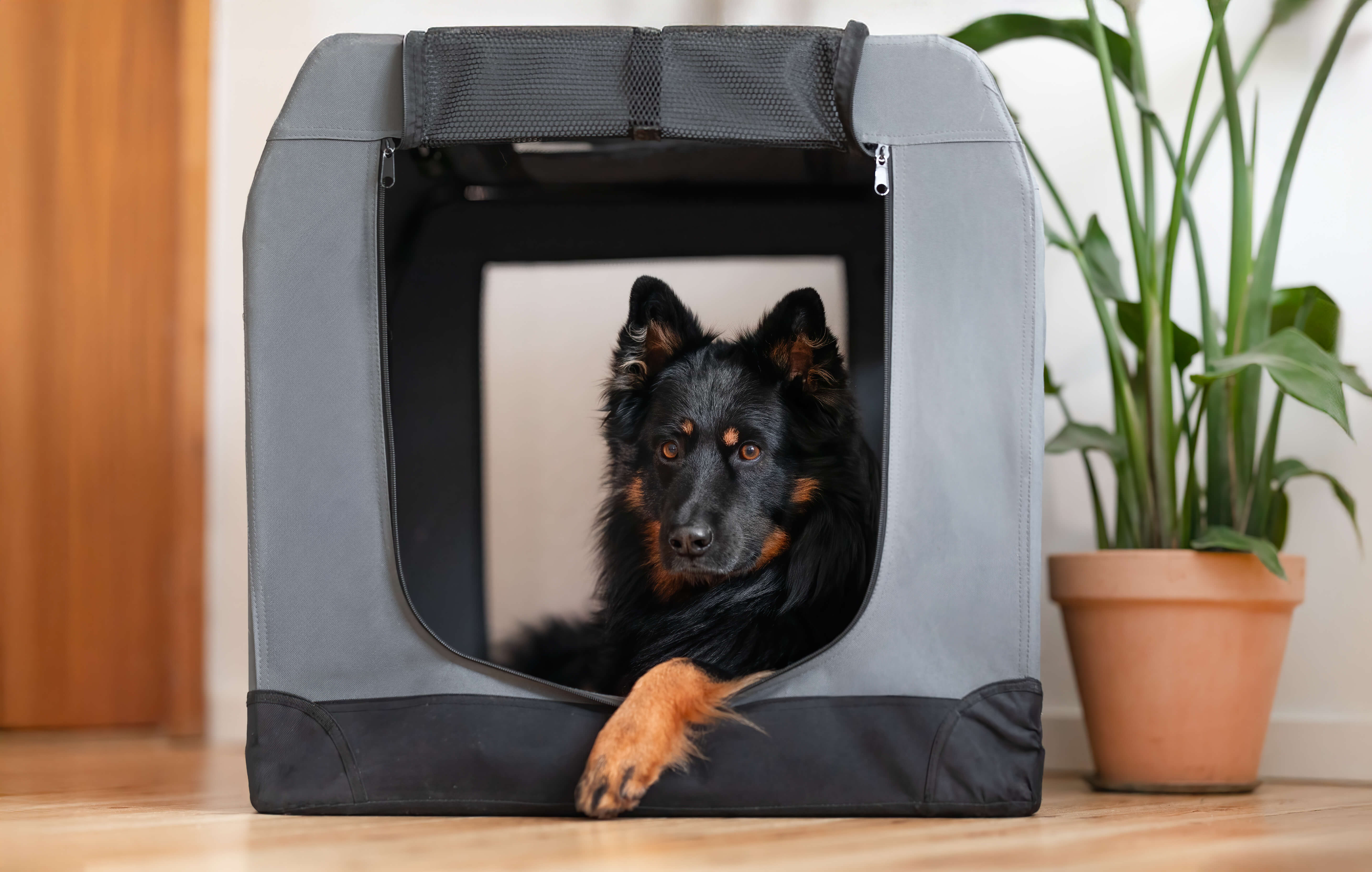 Hund i kasse