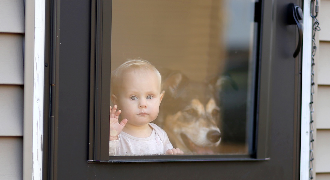 Baby og hund kigger ud af vinduet // Dreamstime.com