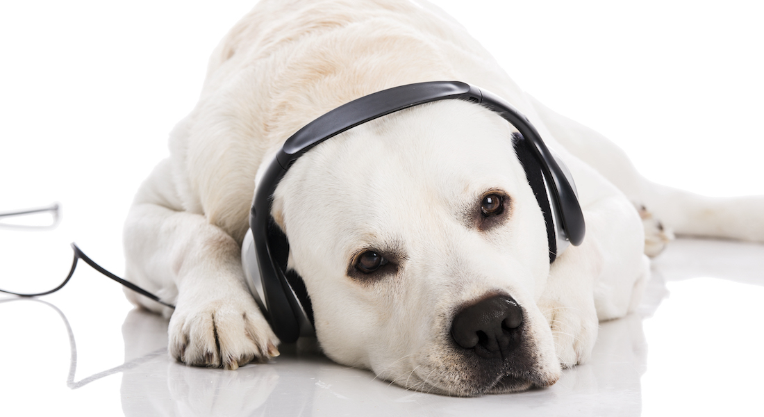 Hund med høretelefoner på