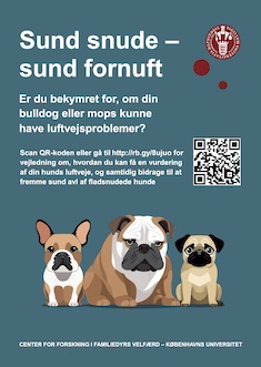 Plakat med tre kortsnudede hunde