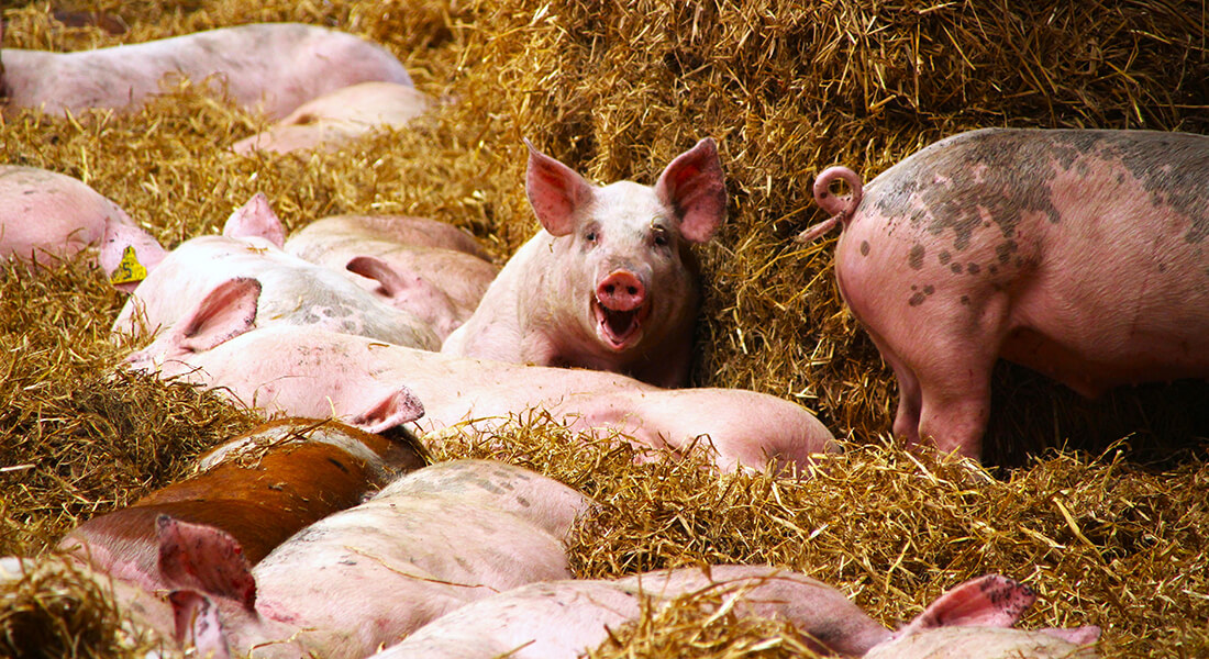 Slagtegrise i dybstrøelse. Hestbjerg Økologi. Foto: Marianne Fløe Hestbjerg