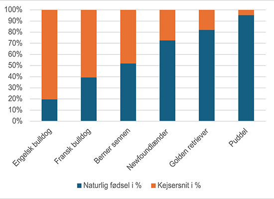 Figur der viser fordelingen mellem naturlige fødsler og kejsersnit fordelt på udvalgte racehunde
