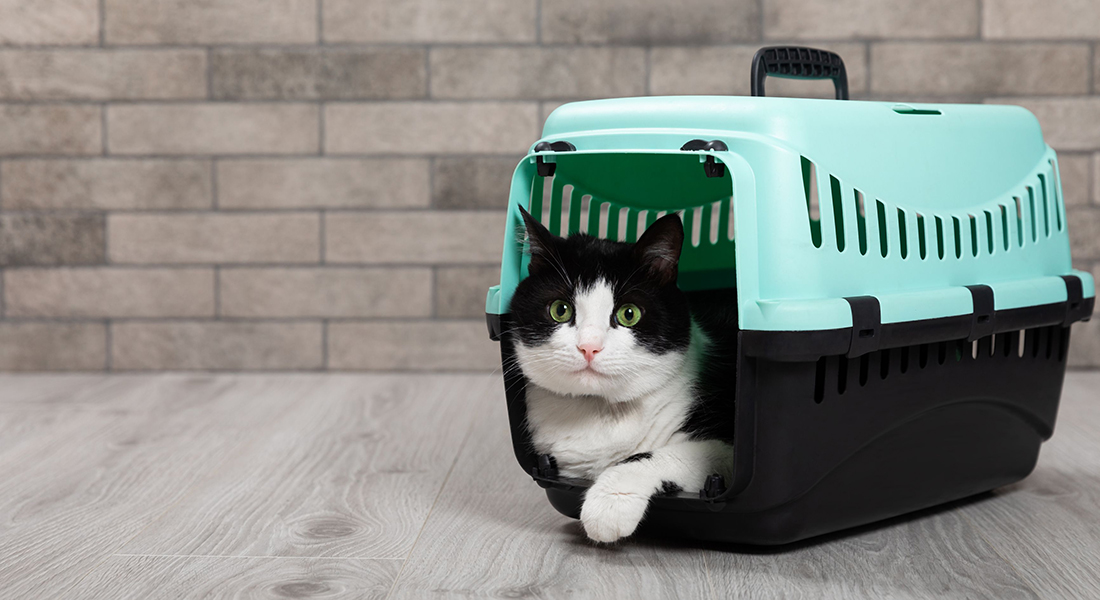Kat i transportkasse. Foto: Nikolay Yeltsov, Dreamstime