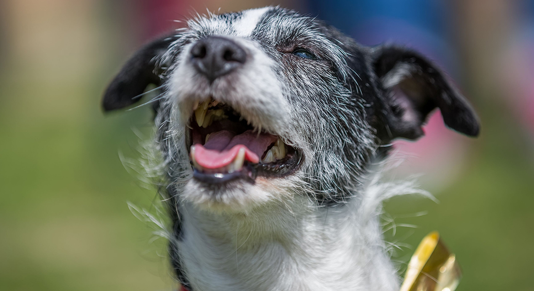 Hund der 'smiler'. Foto: Ian Mcglasham, Dreamstime