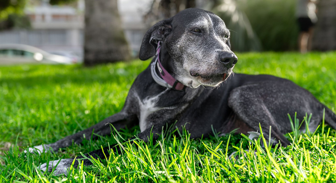 Ældre hund. Foto: Magui RF Shutterstock